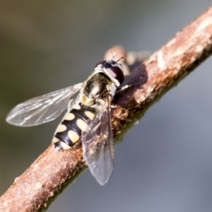 Simosyrphus grandicornis at Higgins, ACT - 13 Jul 2017