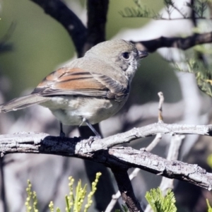 Pachycephala pectoralis at Hawker, ACT - 21 May 2017 10:12 AM