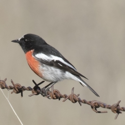 Petroica boodang (Scarlet Robin) at Hawker, ACT - 21 May 2017 by Alison Milton