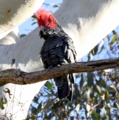 Callocephalon fimbriatum (Gang-gang Cockatoo) at The Pinnacle - 20 May 2017 by Alison Milton