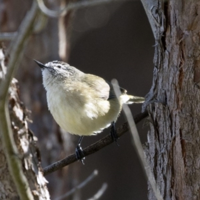 Acanthiza chrysorrhoa (Yellow-rumped Thornbill) at Dunlop, ACT - 21 May 2017 by AlisonMilton