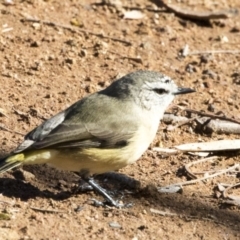 Acanthiza chrysorrhoa at Dunlop, ACT - 21 May 2017 11:06 AM