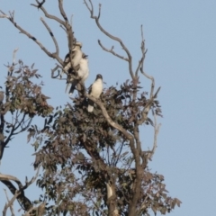 Dacelo novaeguineae (Laughing Kookaburra) at Belconnen, ACT - 20 May 2017 by Alison Milton