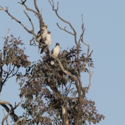 Dacelo novaeguineae (Laughing Kookaburra) at Belconnen, ACT - 20 May 2017 by Alison Milton