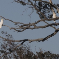 Cacatua galerita (Sulphur-crested Cockatoo) at The Pinnacle - 20 May 2017 by Alison Milton