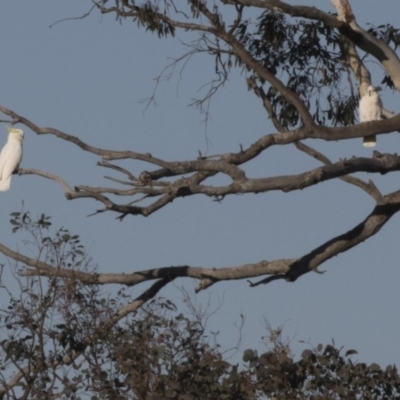 Cacatua galerita (Sulphur-crested Cockatoo) at Hawker, ACT - 20 May 2017 by Alison Milton