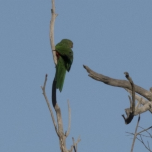 Alisterus scapularis at Hawker, ACT - 21 May 2017