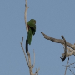 Alisterus scapularis (Australian King-Parrot) at Hawker, ACT - 20 May 2017 by Alison Milton