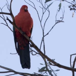 Alisterus scapularis at Hawker, ACT - 21 May 2017