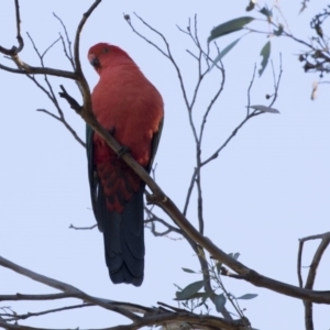 Alisterus scapularis at Hawker, ACT - 21 May 2017