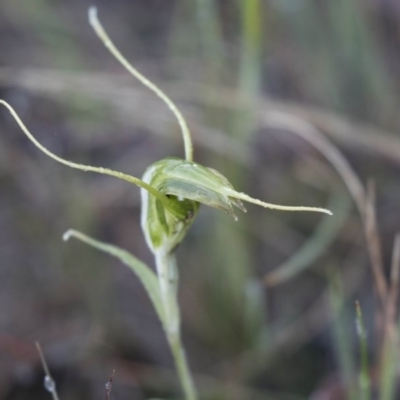 Diplodium laxum (Antelope greenhood) at Hawker, ACT - 21 May 2017 by Alison Milton