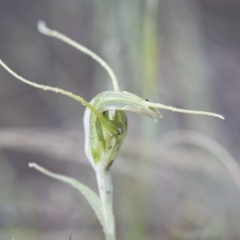 Diplodium laxum at Hawker, ACT - 21 May 2017