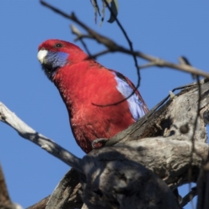 Platycercus elegans at Hawker, ACT - 21 May 2017