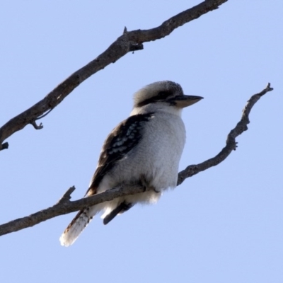 Dacelo novaeguineae (Laughing Kookaburra) at The Pinnacle - 20 May 2017 by Alison Milton