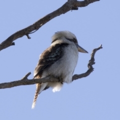 Dacelo novaeguineae at Hawker, ACT - 21 May 2017 09:43 AM