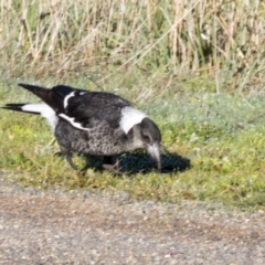 Gymnorhina tibicen (Australian Magpie) at The Pinnacle - 20 May 2017 by Alison Milton