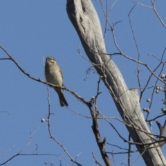 Caligavis chrysops (Yellow-faced Honeyeater) at The Pinnacle - 20 May 2017 by Alison Milton