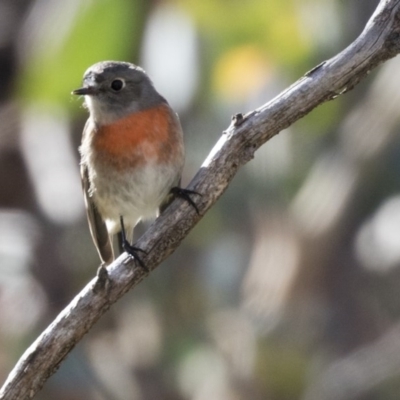 Petroica boodang (Scarlet Robin) at Dunlop, ACT - 21 May 2017 by AlisonMilton