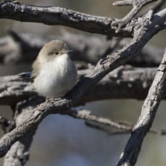 Malurus cyaneus (Superb Fairywren) at The Pinnacle - 21 May 2017 by Alison Milton