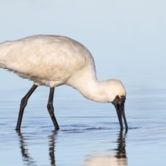 Platalea regia (Royal Spoonbill) at Merimbula, NSW - 16 Jul 2017 by Leo