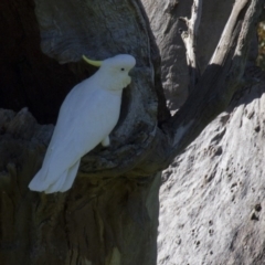 Cacatua galerita (Sulphur-crested Cockatoo) at The Pinnacle - 22 Oct 2016 by AlisonMilton