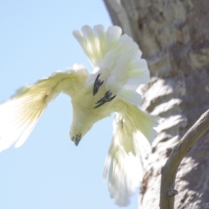 Cacatua galerita at Dunlop, ACT - 23 Oct 2016 08:32 AM