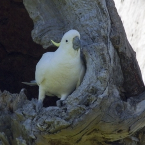 Cacatua galerita at Dunlop, ACT - 23 Oct 2016 08:32 AM