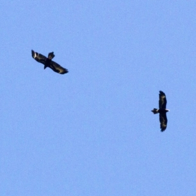 Aquila audax (Wedge-tailed Eagle) at The Pinnacle - 22 Oct 2016 by Alison Milton