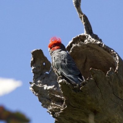 Callocephalon fimbriatum (Gang-gang Cockatoo) at The Pinnacle - 22 Oct 2016 by Alison Milton