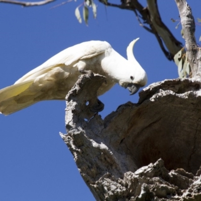 Cacatua galerita (Sulphur-crested Cockatoo) at Dunlop, ACT - 23 Oct 2016 by AlisonMilton