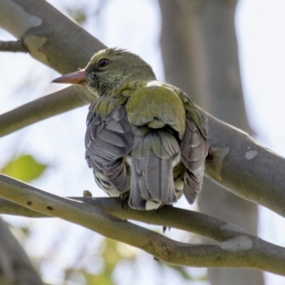 Oriolus sagittatus (Olive-backed Oriole) at Dunlop, ACT - 23 Oct 2016 by AlisonMilton