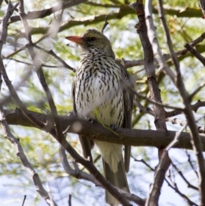 Oriolus sagittatus at Dunlop, ACT - 23 Oct 2016