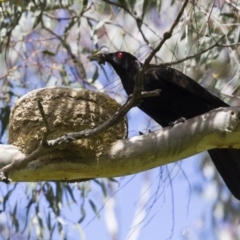 Corcorax melanorhamphos at Dunlop, ACT - 23 Oct 2016