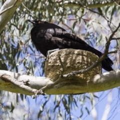 Corcorax melanorhamphos at Dunlop, ACT - 23 Oct 2016