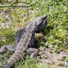 Pogona barbata (Eastern Bearded Dragon) at Hawker, ACT - 23 Oct 2016 by AlisonMilton