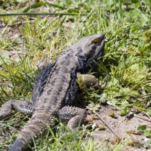 Pogona barbata at Hawker, ACT - suppressed