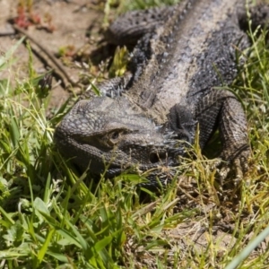 Pogona barbata at Hawker, ACT - suppressed