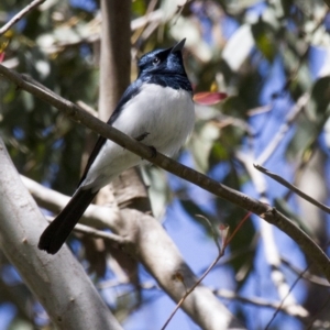 Myiagra cyanoleuca at Latham, ACT - 23 Oct 2016