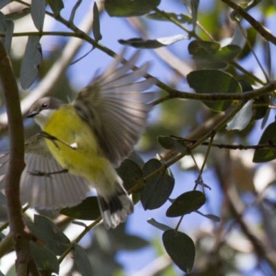 Gerygone olivacea (White-throated Gerygone) at The Pinnacle - 22 Oct 2016 by Alison Milton