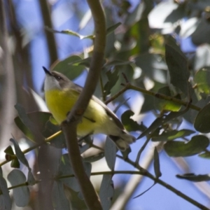 Gerygone olivacea at Dunlop, ACT - 23 Oct 2016 09:53 AM