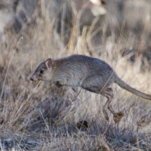 Bettongia gaimardi at Gungahlin, ACT - 16 Jul 2017