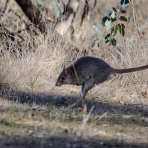 Bettongia gaimardi at Gungahlin, ACT - 16 Jul 2017