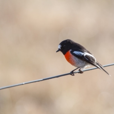 Petroica boodang (Scarlet Robin) at Murrumbateman, NSW - 16 Jul 2017 by SallyandPeter
