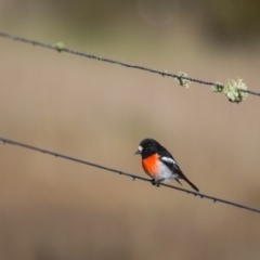 Petroica boodang at Murrumbateman, NSW - 16 Jul 2017