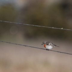 Petroica boodang at Murrumbateman, NSW - 16 Jul 2017