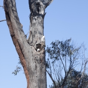 Cacatua galerita at Dunlop, ACT - 31 Aug 2013