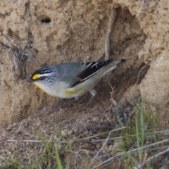 Pardalotus striatus (Striated Pardalote) at The Pinnacle - 31 Aug 2013 by AlisonMilton