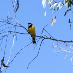 Pachycephala pectoralis (Golden Whistler) at Hawker, ACT - 31 Aug 2013 by Alison Milton