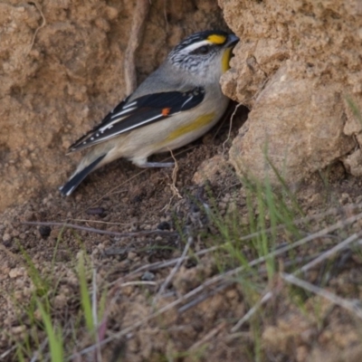 Pardalotus striatus (Striated Pardalote) at Hawker, ACT - 1 Sep 2013 by AlisonMilton