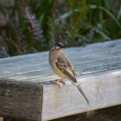 Anthochaera carunculata (Red Wattlebird) at ANBG - 16 Jul 2017 by SallyandPeter